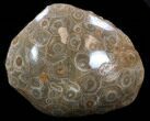 Polished Fossil Coral Head - Morocco #35374-1